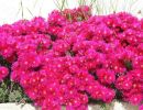 80 mooie roze bloemen